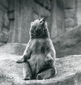 Un Ours Brun assis sur un rebord rocheux au Zoo de Londres en septembre 1927 - Frederick William Bond