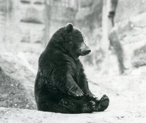 Un ours brun assis sur les rochers des terrasses Mappin, zoo de Londres, juin 1928 - Frederick William Bond