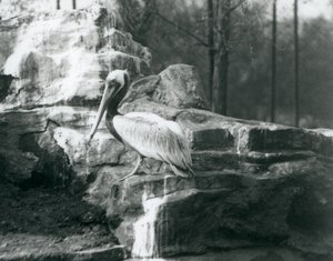 Un pélican brun debout sur des rochers au zoo de Londres en juin 1927