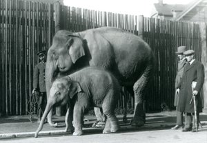 Un éléphant birman et son petit promenés par leur gardien, tandis que deux autres hommes regardent - Frederick William Bond