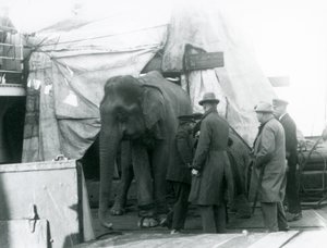 Un éléphant birman abrité partiellement sous une bâche sur le pont, avec un dresseur et quatre autres hommes, voyageant vers le Zoo de Londres en 1927 (photo n/b)