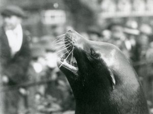 Un lion de mer de Californie au Zoo de Londres - Frederick William Bond