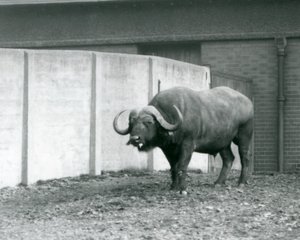 Un buffle du Cap/de l