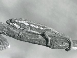 Un caméléon nain du Cap accroché à une branche, zoo de Londres, 1927