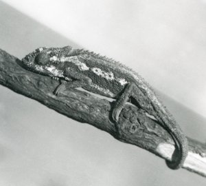 Un caméléon nain du Cap accroché à une branche, zoo de Londres, 1927