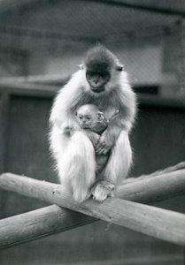 Un langur coiffé tenant un bébé assis sur une poutre. Zoo de Londres, 6 octobre 1913