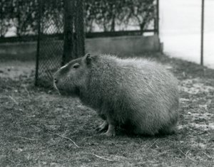 Un capybara dans son enclos au zoo de Londres