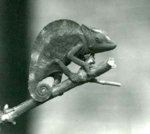 Un caméléon accroché à l