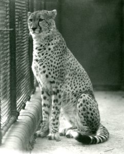 Un guépard assis dans son enclos au Zoo de Londres, octobre 1924