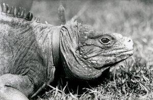 Un Iguane des rochers nuageux, Methuselah, portant un collier, marchant sur une pelouse au Zoo de Londres, juillet 1924