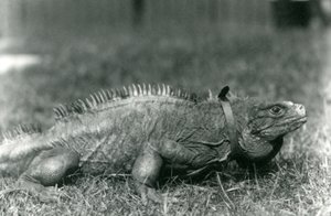 Un iguane des rochers nuageux, portant un collier, marchant sur une pelouse au zoo de Londres, juillet 1924 - Frederick William Bond