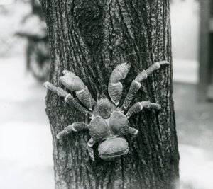 Un crabe de cocotier grimpant à un arbre, zoo de Londres, 1927