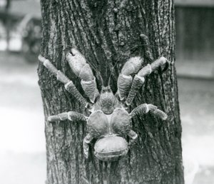 Un crabe de cocotier grimpant à un arbre, Zoo de Londres, juillet 1927