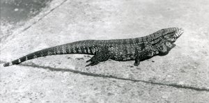 Un Tegu ou Lézard Tigre au Zoo de Londres en août 1926 - Frederick William Bond