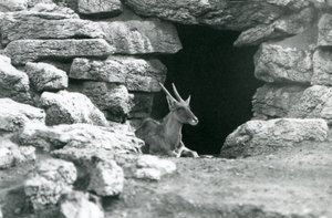 Un éland commun reposant à l