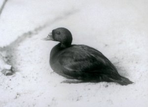 Un macreuse noire au Zoo de Londres en 1925 - Frederick William Bond