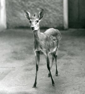 Un Céphalophe de Grimm couronné au zoo de Londres en août 1927