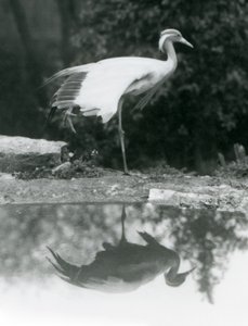 Une grue demoiselle debout, sur une patte, avec son reflet miroir dans le bassin en dessous, zoo de Londres