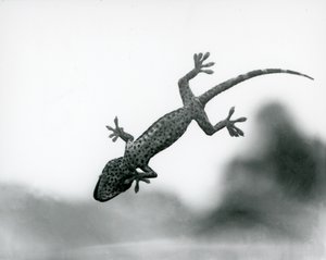 Un gecko vu de dessous alors qu