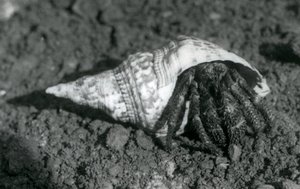 Un crabe ermite géant dans sa coquille, Zoo de Londres en 1925