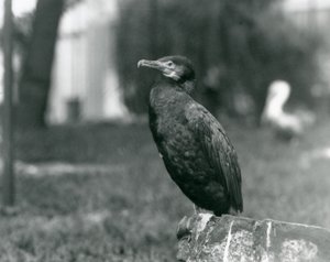 Un grand cormoran au zoo de Londres en septembre 1927