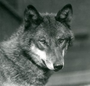 Un loup gris au zoo de Londres, 1925 - Frederick William Bond