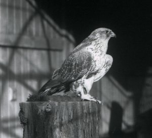 Un faucon gerfaut reposant sur une bûche, Zoo de Londres, décembre 1925 - Frederick William Bond