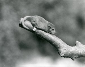 Un muscardin sur une branche, Zoo de Londres