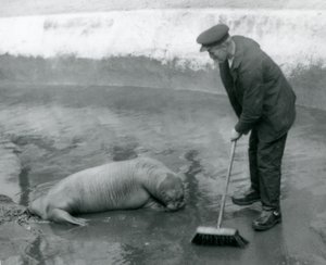 Un gardien balaie la piscine des morses, Zoo de Londres, août 1924