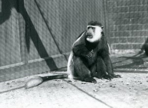 Un singe colobe noir et blanc Kikuyu assis dans son enclos au Zoo de Londres en juillet 1925