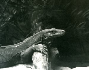 Un dragon de Komodo reposant son cou et ses pattes avant contre une bûche au zoo de Londres en juin 1927