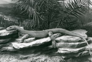 Un dragon de Komodo reposant sur un mur rocheux au Zoo de Londres en 1927 - Frederick William Bond