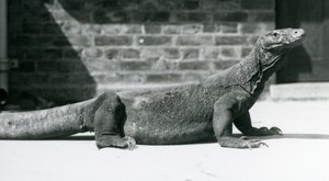 Un dragon de Komodo au zoo de Londres en août 1928 - Frederick William Bond