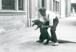 Un dragon de Komodo tenu sur ses pattes arrière par un gardien au zoo de Londres en août 1928