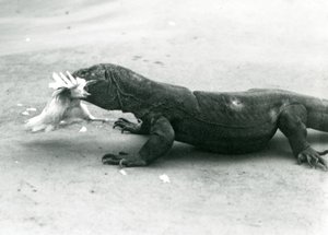 Un dragon de Komodo mangeant un poulet, Zoo de Londres - Frederick William Bond