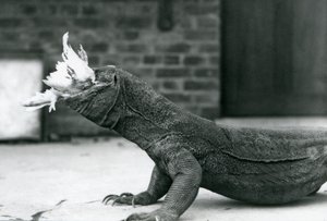 Un dragon de Komodo mangeant un poulet au zoo de Londres en août 1928 - Frederick William Bond