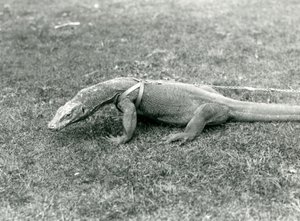 Un dragon de Komodo en promenade sur une pelouse, portant un harnais et une laisse - Frederick William Bond