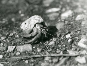 Un crabe ermite terrestre, Zoo de Londres