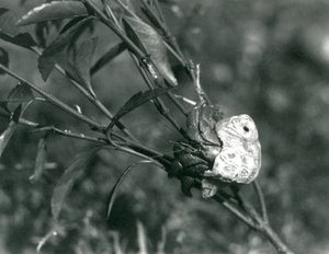 Un crabe ermite terrestre grimpant sur une petite branche, Zoo de Londres - Frederick William Bond