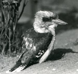 Un kookaburra rieur au zoo de Londres en avril 1925