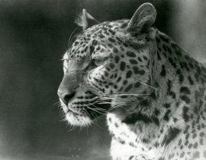 Un léopard au zoo de Londres en 1930 (photo n/b)