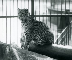 Un léopard assis sur une bûche dans son enclos au Zoo de Londres, septembre 1925