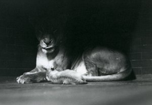 Un lionceau allongé avec sa mère à l