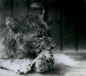 Un lionceau se nourrissant au zoo de Londres en 1927