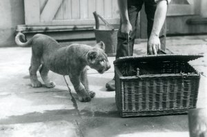 Un lionceau regardant un tigreau dans un panier en osier, que le gardien ouvre, Zoo de Londres, septembre 1925 - Frederick William Bond