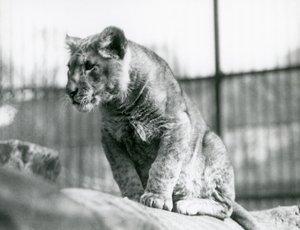 Un lionceau, né dans la ménagerie en juillet 1923, Zoo de Londres, juillet 1924