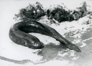 Un Poisson-poumon reposant hors de l