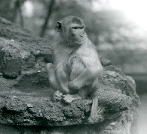 Un macaque assis sur un rocher au Zoo de Londres