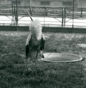 Une cigogne Maguari effectuant l