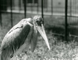 Un marabout debout dans son enclos au Zoo de Londres en septembre 1928